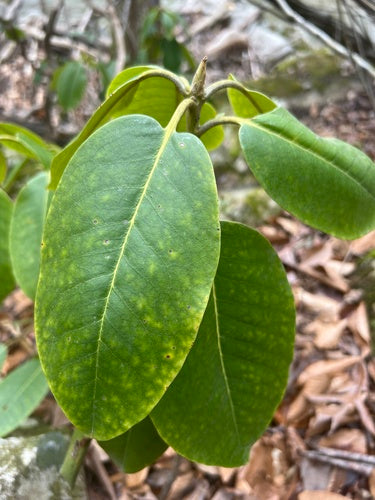 Catawba-Rhododendron — Bild 3