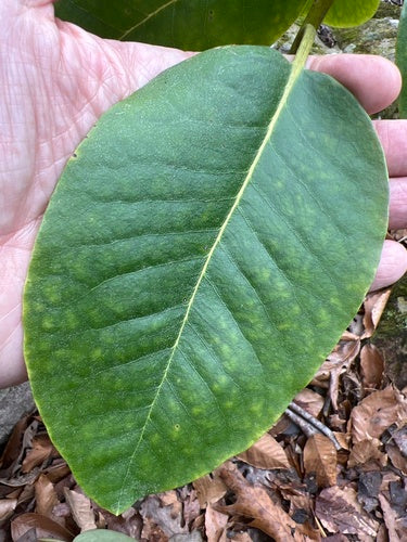 Catawba-Rhododendron — Bild 2