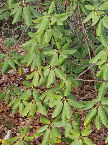 Catawba-Rhododendron — Bild 4