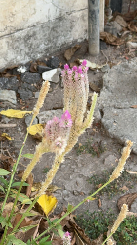 Celosia — Bild 3