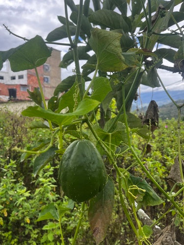 Chayote — Bild 2