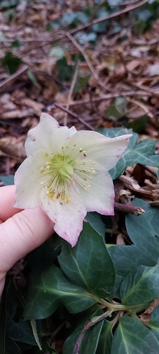 Christrose — Bild 3
