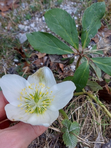 Christrose — Bild 5 von 44