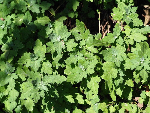 Chrysanthemen — Bild 5