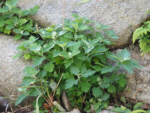 Chrysanthemen — Bild 1 von 19
