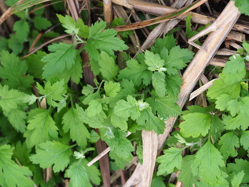 Chrysanthemen — Bild 2 von 19