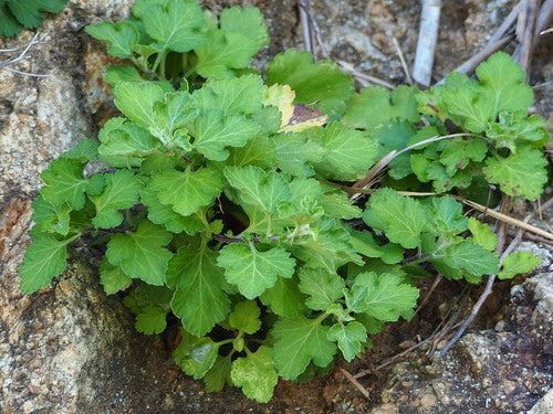 Chrysanthemen — Bild 4