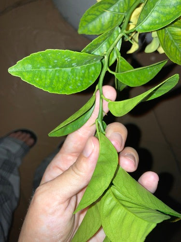 Citrus Limonia — Bild 2