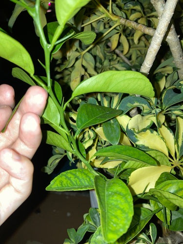 Citrus Limonia — Bild 3