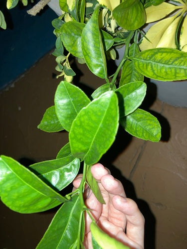 Citrus Limonia — Bild 4
