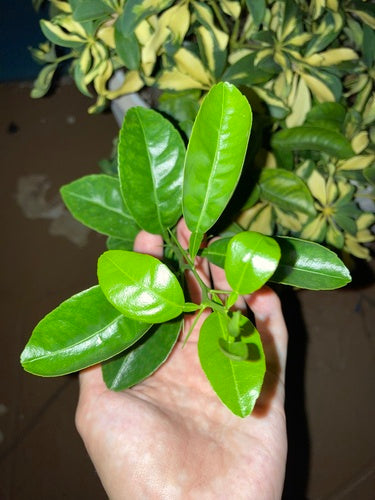 Citrus Limonia — Bild 5