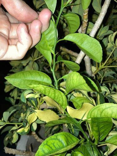 Citrus Limonia — Bild 1