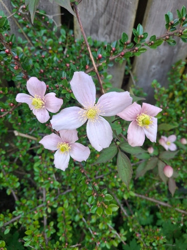 Clematis — Bild 3