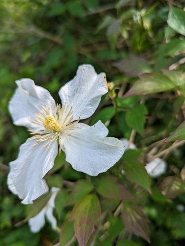 Clematis — Bild 5 von 52