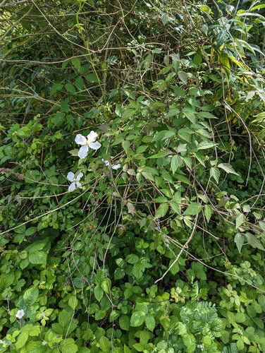 Clematis — Bild 3 von 52