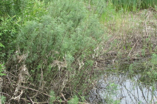 Colakraut — Bild 3