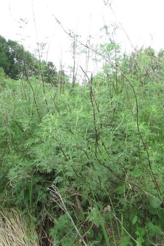 Colakraut — Bild 4