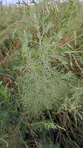 Colakraut — Bild 2