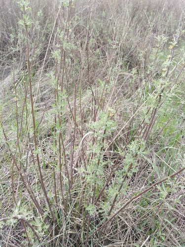 Colakraut — Bild 5