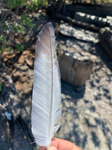 Columba Livia Forma Domestica — Bild 1