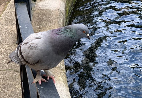 Columba Livia Forma Domestica — Bild 5