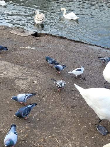 Columba Livia Forma Domestica — Bild 2