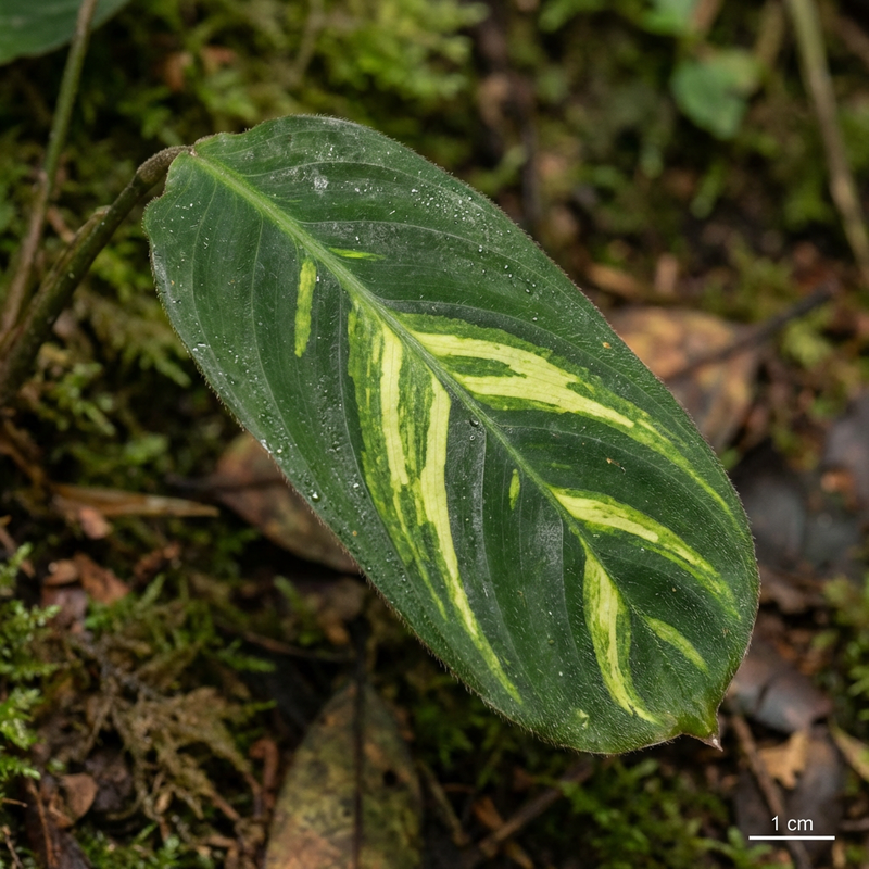 Ctenanthe