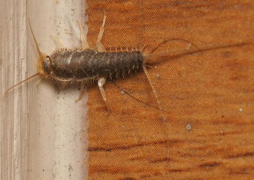 Ctenolepisma Longicaudata — Bild 2