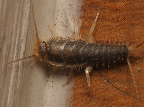 Ctenolepisma Longicaudata — Bild 3