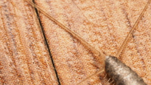 Ctenolepisma Longicaudata — Bild 5