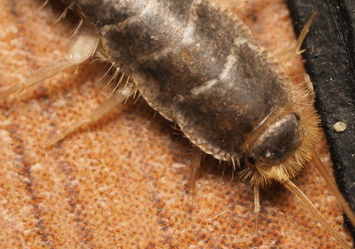 Ctenolepisma Longicaudata — Bild 4