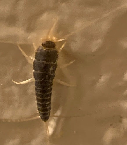 Ctenolepisma Longicaudata — Bild 1