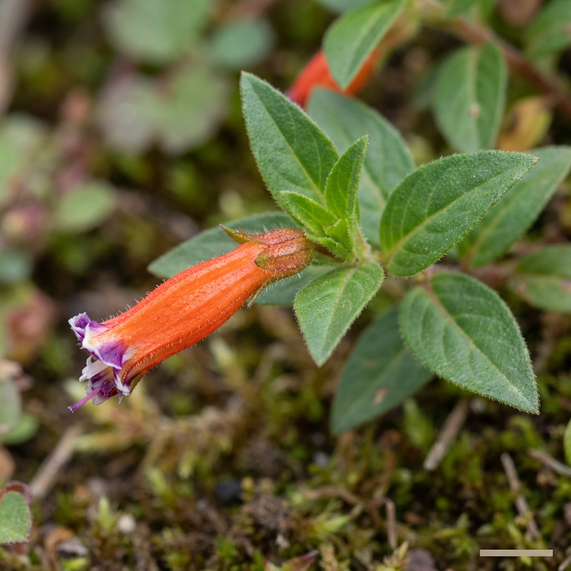 Cuphea