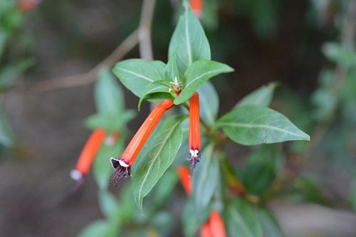 Cuphea — Bild 2 von 7