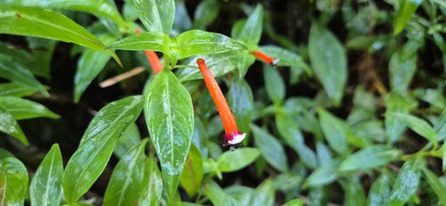 Cuphea — Bild 5