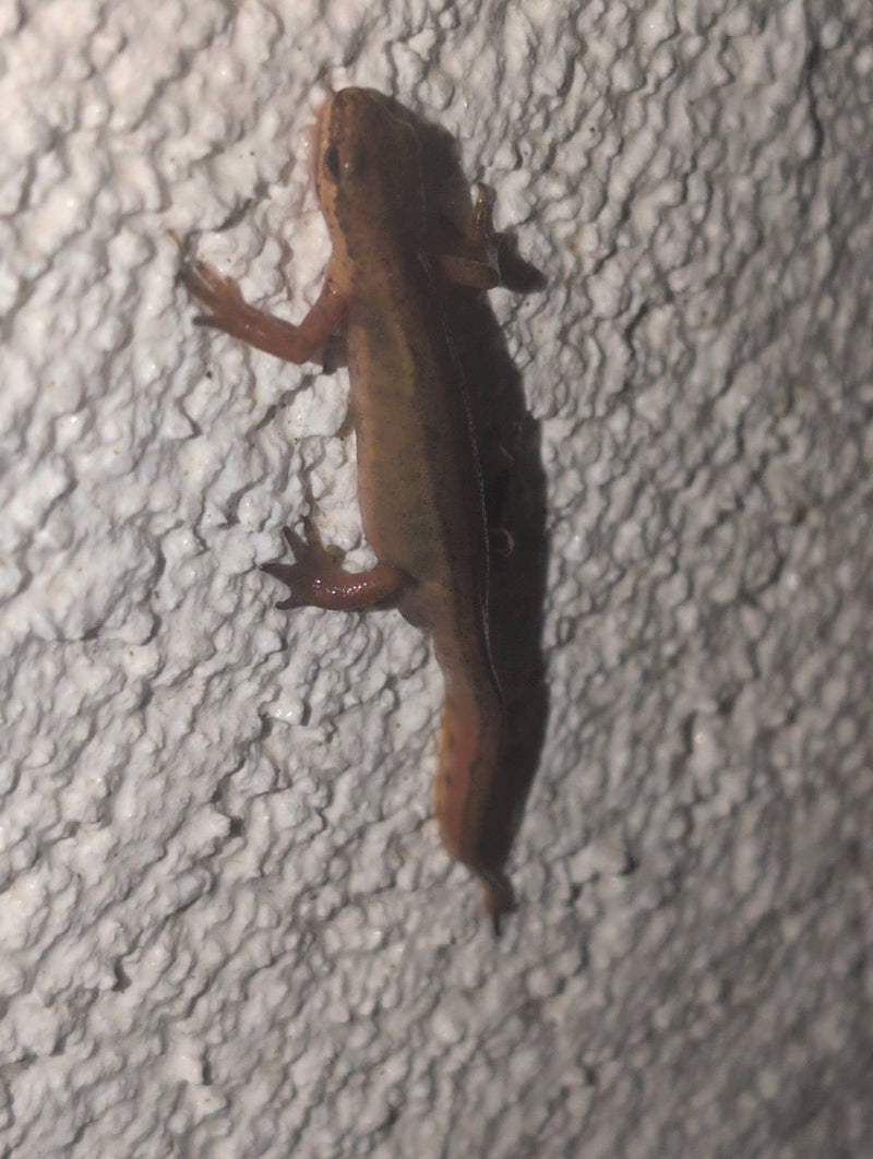 Teichmolch — Bild 2