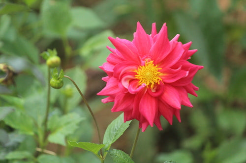Dahlien — Bild 4 von 12