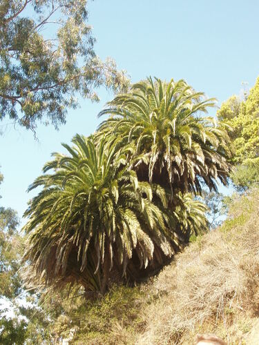 Dattelpalme — Bild 5