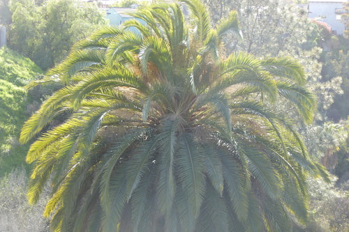 Dattelpalme — Bild 2