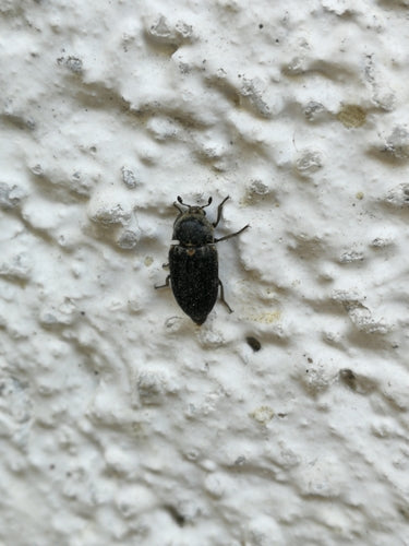 Dermestes Frischi — Bild 2