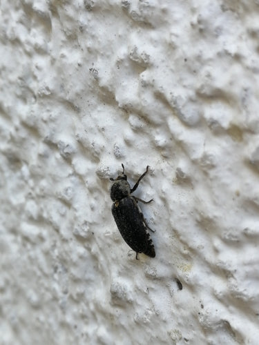 Dermestes Frischi — Bild 1