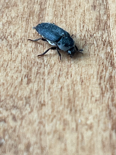 Dermestes Frischi — Bild 5