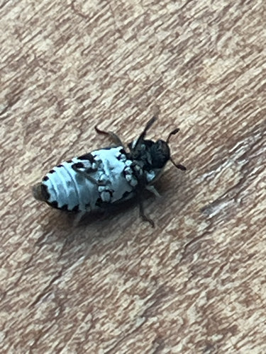 Dermestes Frischi — Bild 3