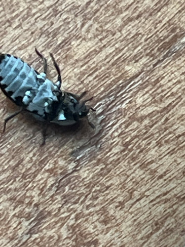 Dermestes Frischi — Bild 4