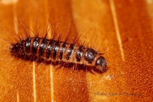 Dermestes Haemorrhoidalis — Bild 2