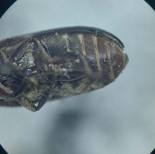 Dermestes Haemorrhoidalis — Bild 5