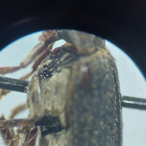 Dermestes Haemorrhoidalis — Bild 4