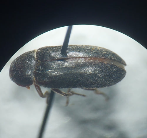 Dermestes Haemorrhoidalis — Bild 3