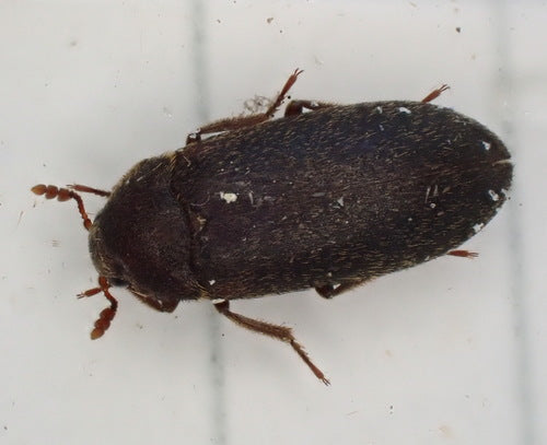 Dermestes Haemorrhoidalis — Bild 1