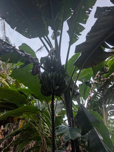 Dessertbanane — Bild 4